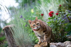 Fauna